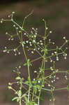 Hairy bedstraw